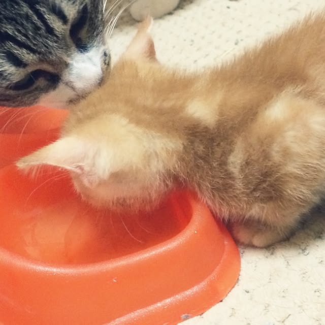 nora_koさんの実例写真