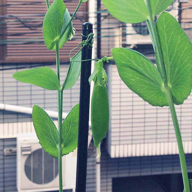 kotahiguさんの実例写真