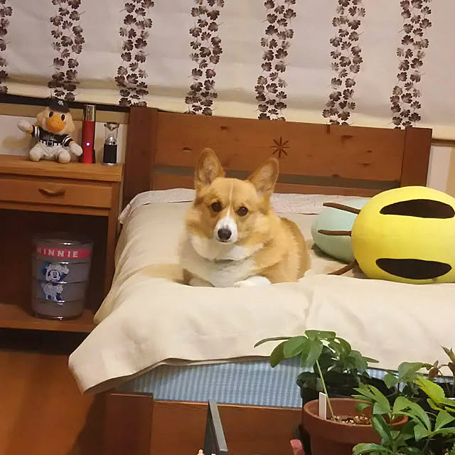 tenntennさんの実例写真