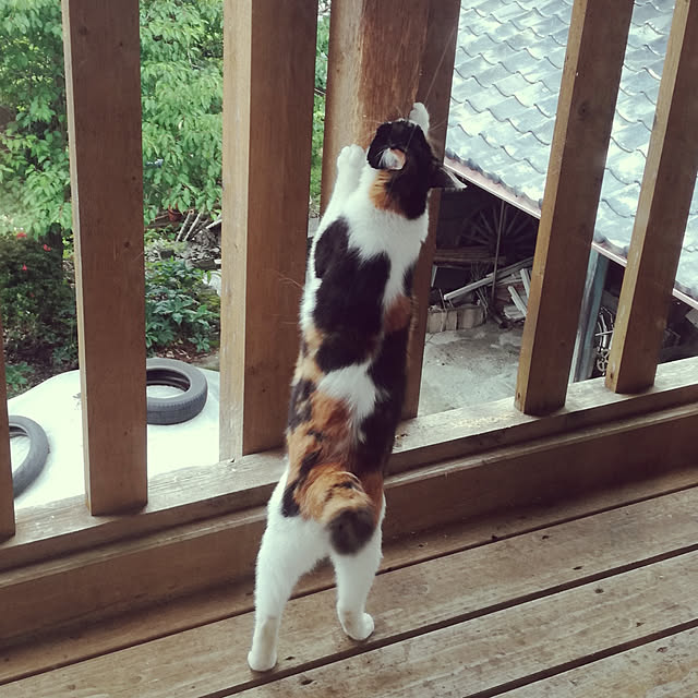 Maki-nekomamireさんの実例写真