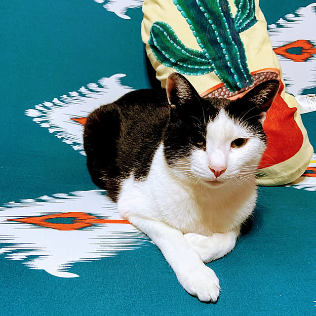 ねこと暮らす。/ねこのいる日常/ソファカバー 夏仕様/ソファカバー変えました/ソファカバー...などのインテリア実例 - 2019-05-07 20:26:24