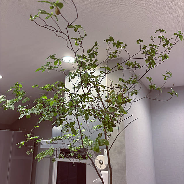 ikuzakさんの実例写真