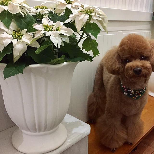 Naomiさんの実例写真