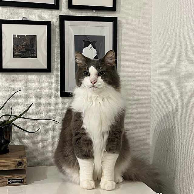 leoさんの実例写真