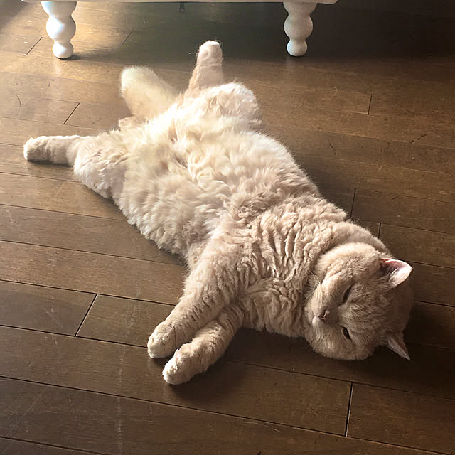 naokoさんの実例写真