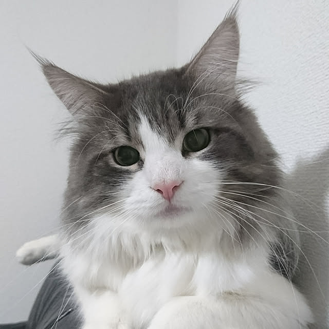 shinobuさんの実例写真