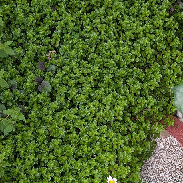 machikomamaさんの部屋