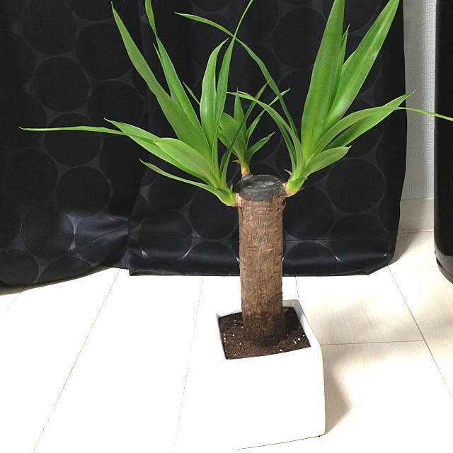 Maikaさんの実例写真