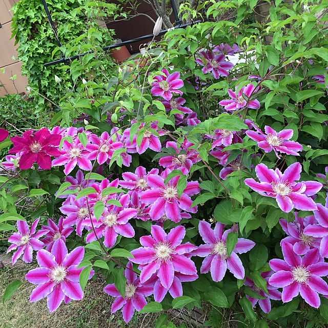 実例写真