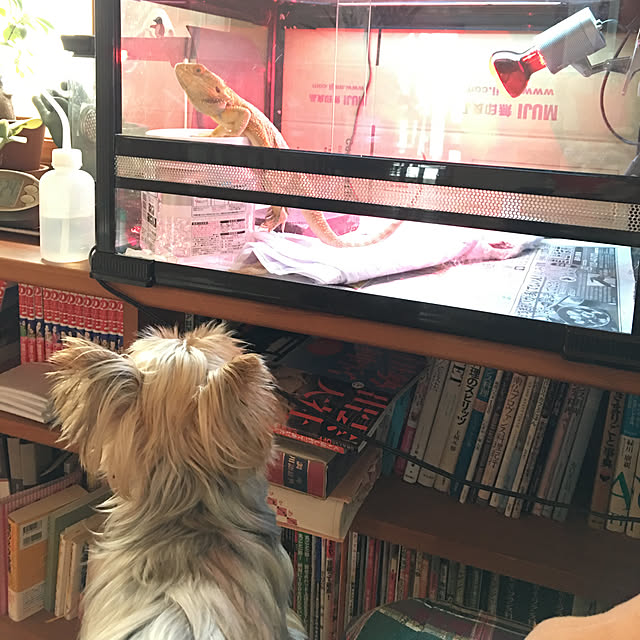 misacoさんの実例写真