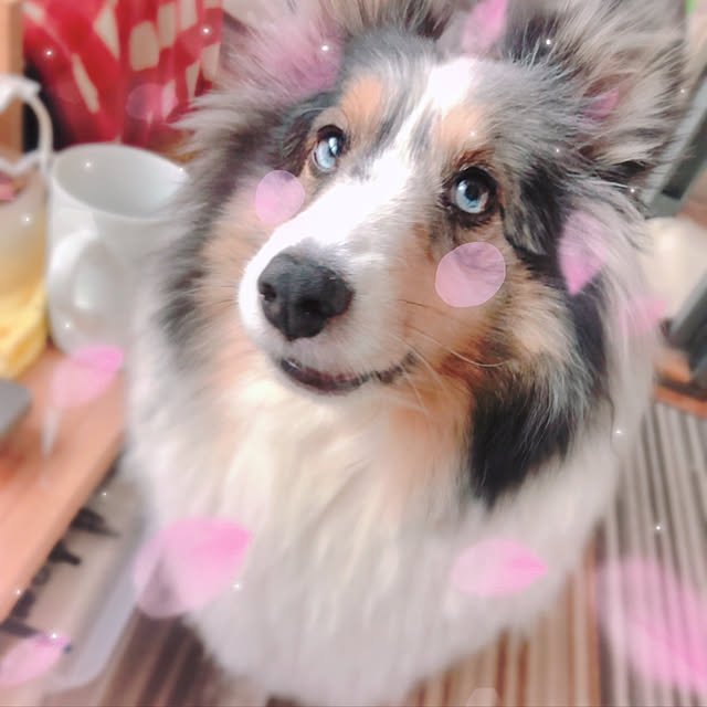 実例写真