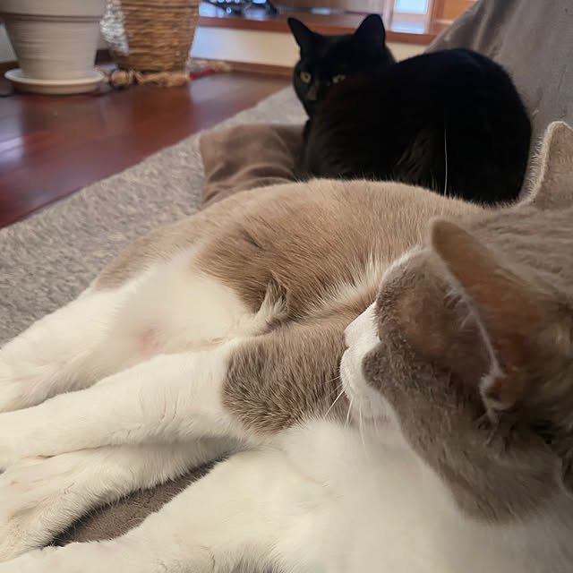 taakoさんの実例写真