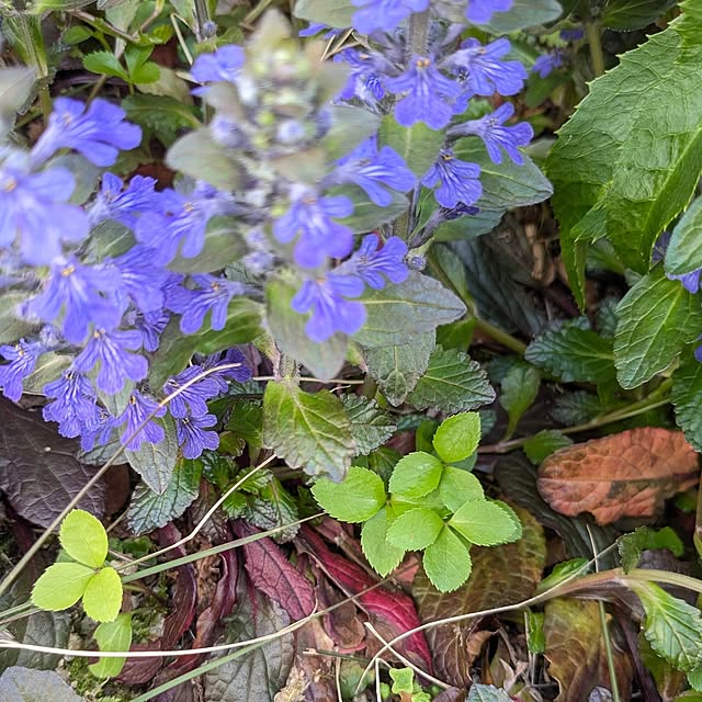 mofukoさんの部屋