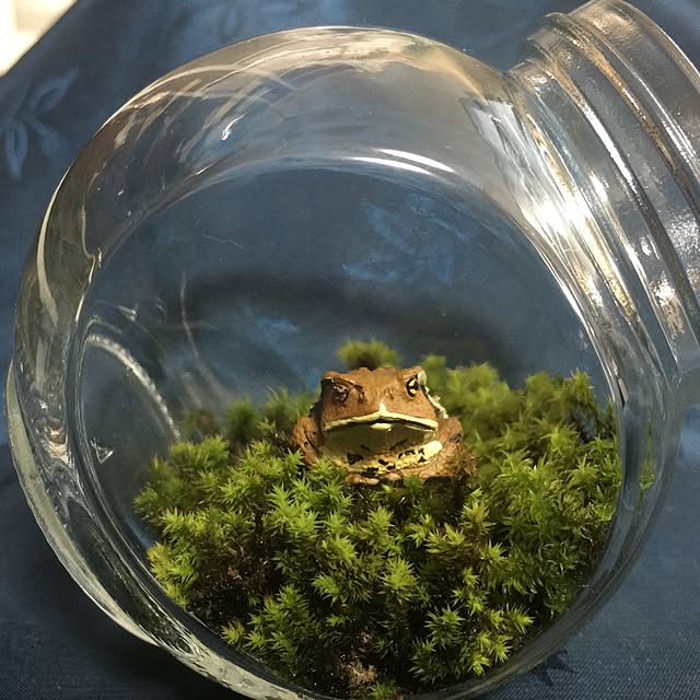 棚/植物/雑貨/多肉植物/セリア...などのインテリア実例 - 2015-02-14 22:19:43