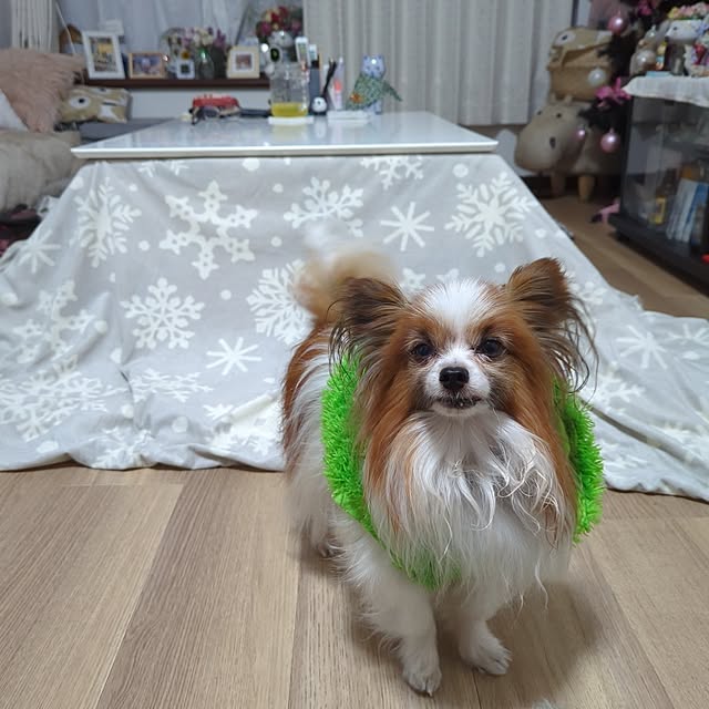 実例写真
