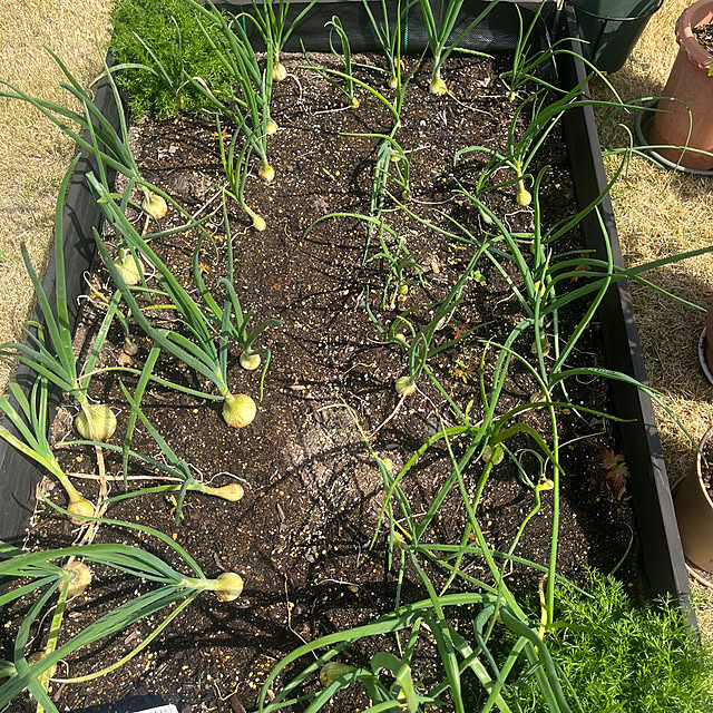 Virolさんの部屋