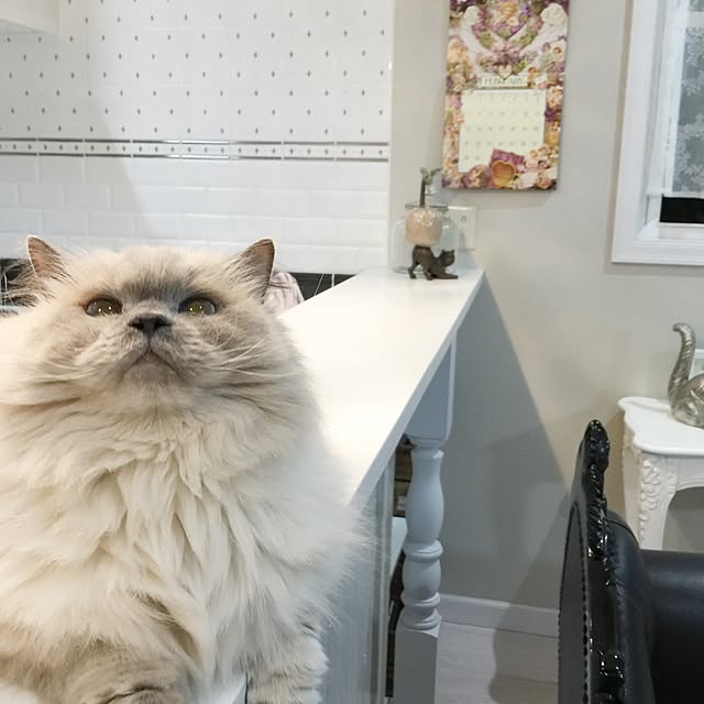 yuchiさんの実例写真