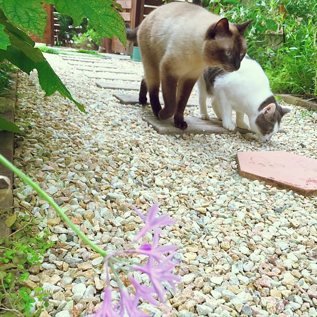 mintcatさんの実例写真