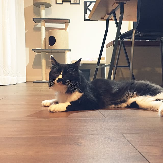 curatohimyさんの実例写真