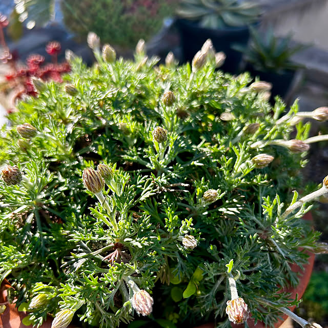 skhrさんの実例写真