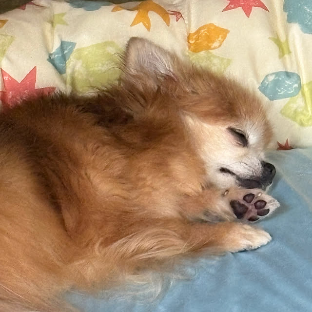 koroさんの実例写真
