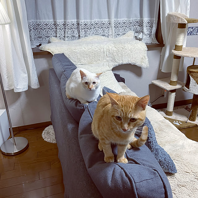 himetanさんの実例写真