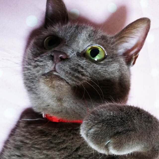 Yukikoさんの実例写真