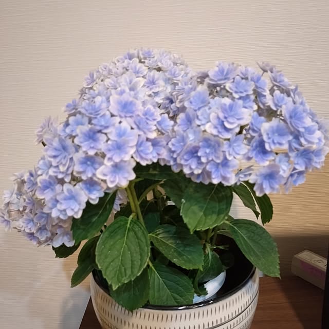 ruapyさんの部屋