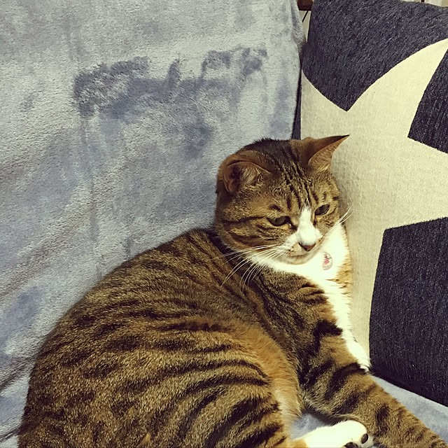 yagidoruさんの実例写真