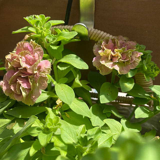 fu-mufumuさんの部屋