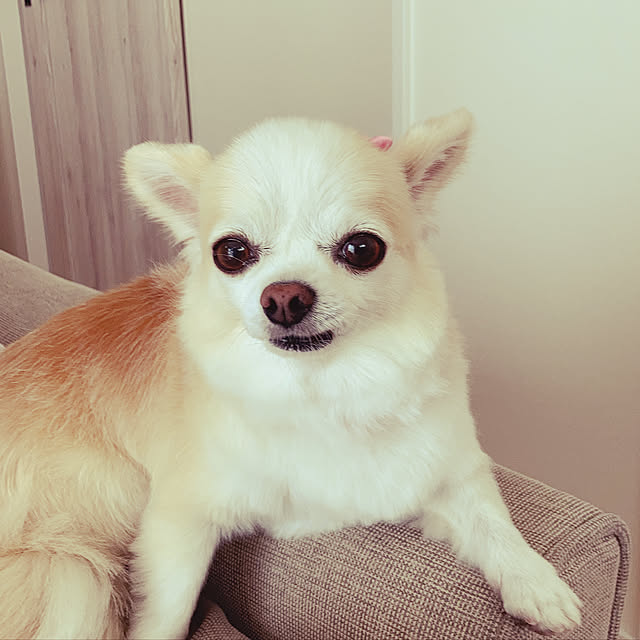 Sweetpeaさんの実例写真