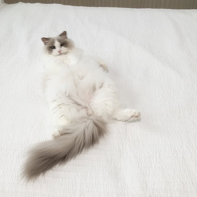yuchiさんの実例写真
