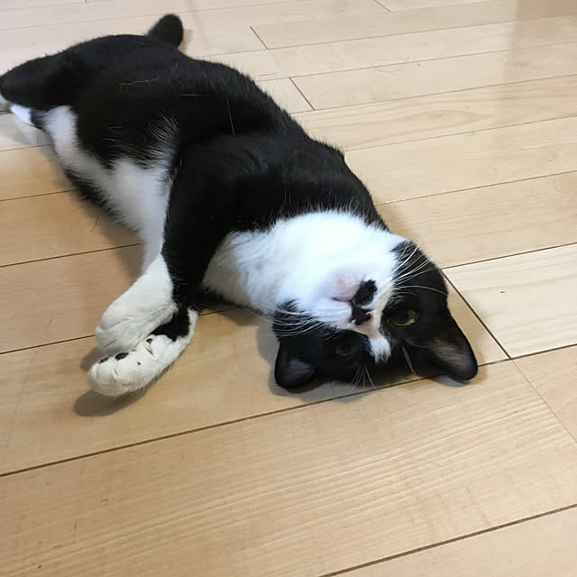 nekoさんの実例写真