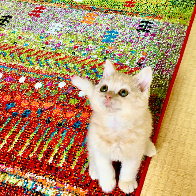 naokoさんの実例写真