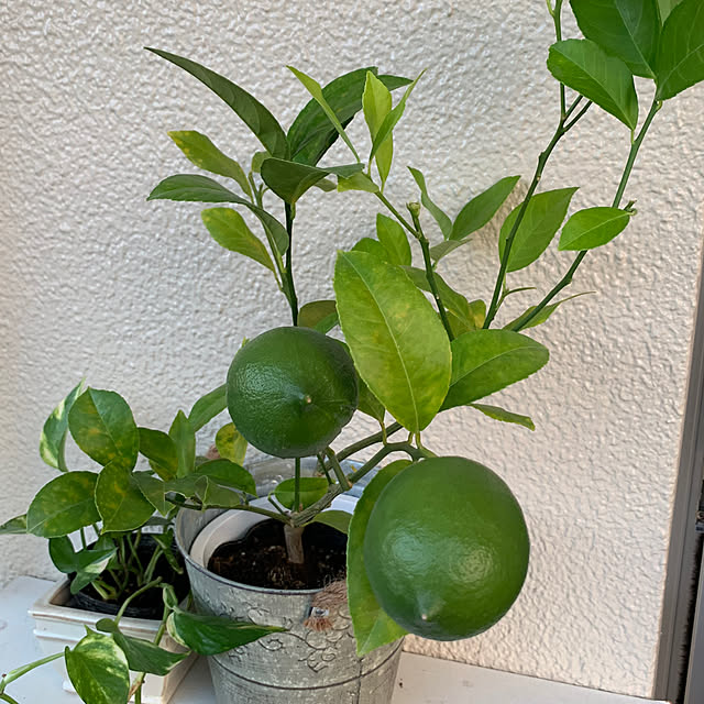 syutmmさんの部屋