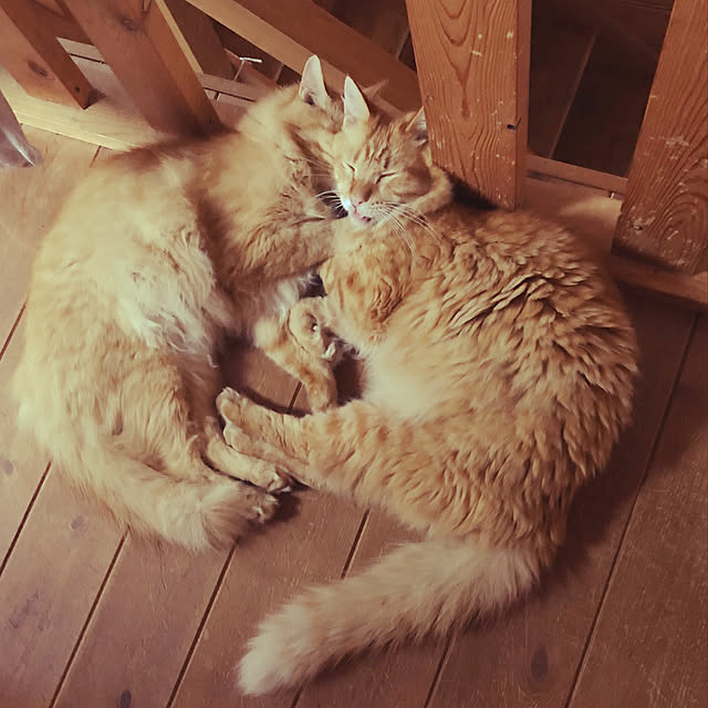 Maki-nekomamireさんの実例写真