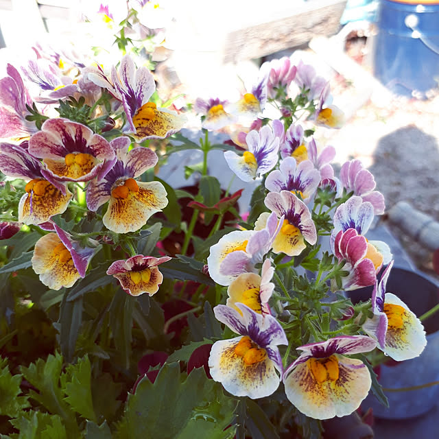 min_nimさんの実例写真