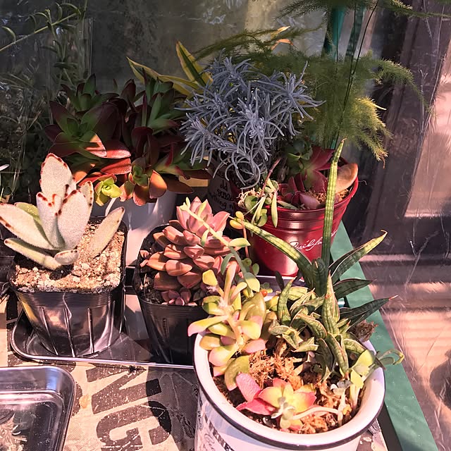 yamafamily_9さんの実例写真