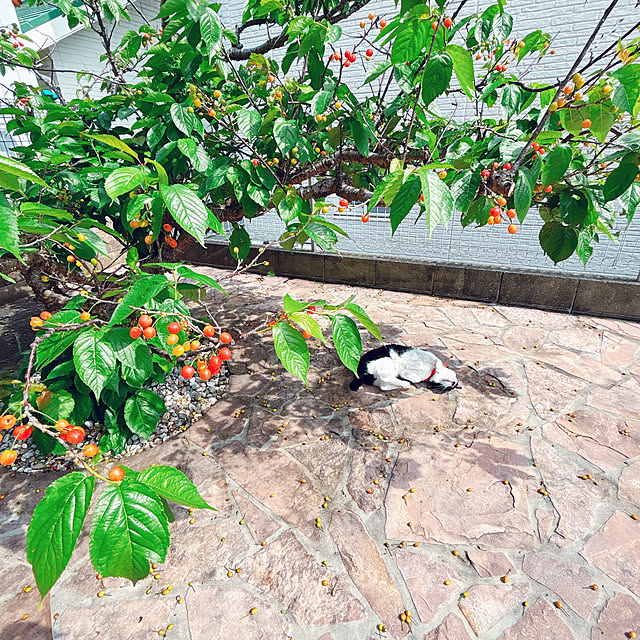 moolさんの実例写真