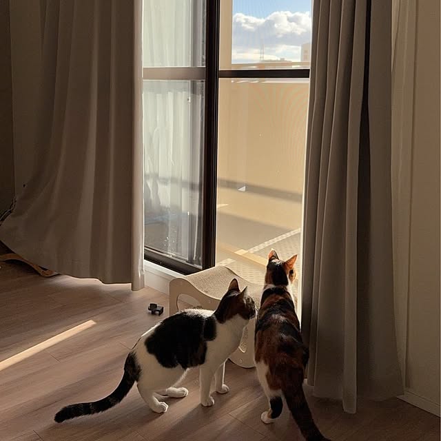 sinsinさんの部屋