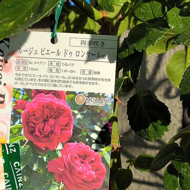 kiraさんの部屋