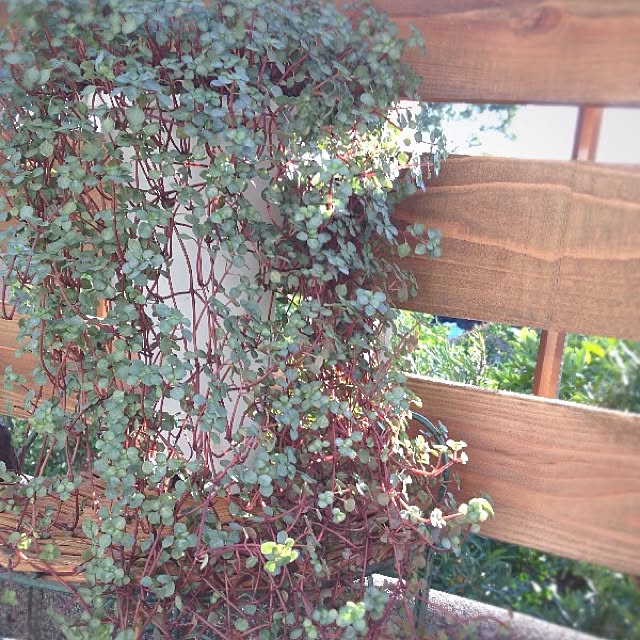 rookuさんの実例写真