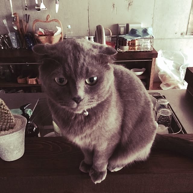 torinokoさんの実例写真