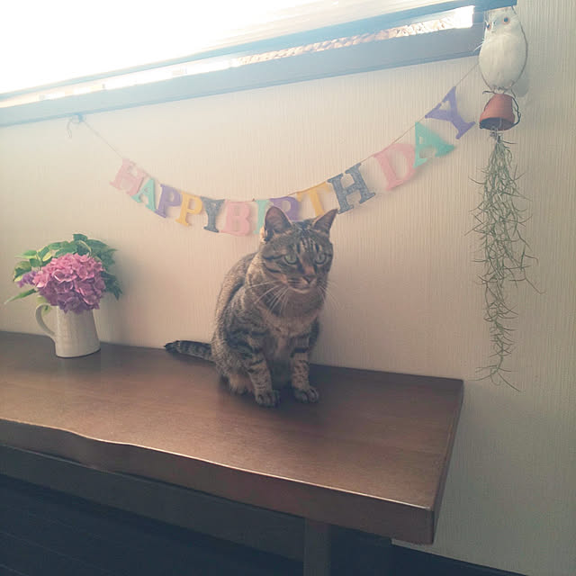 komugiさんの実例写真