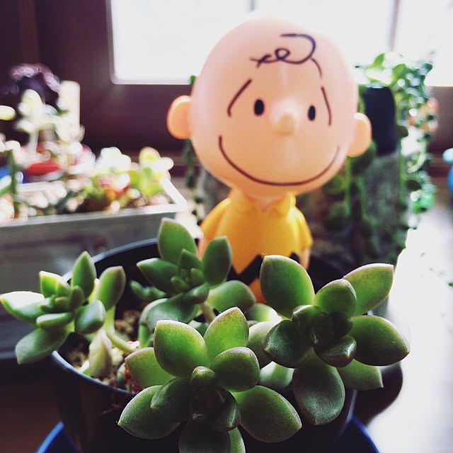 yoyuさんの実例写真