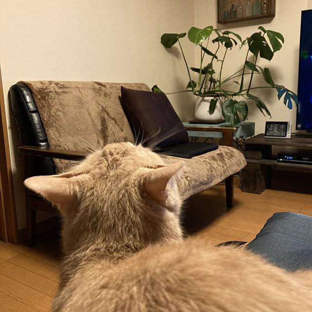 mikan161さんの実例写真