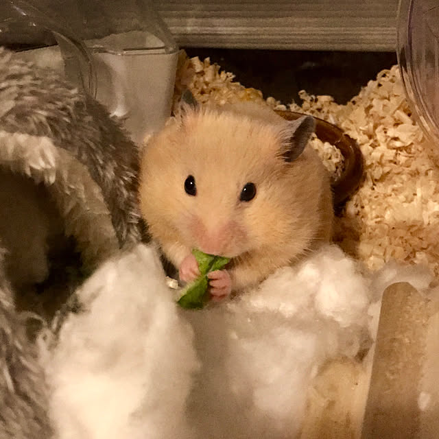 butachanさんの実例写真
