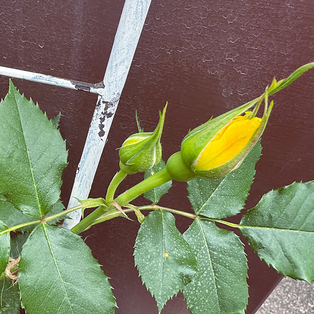 RoseLife5818さんの部屋