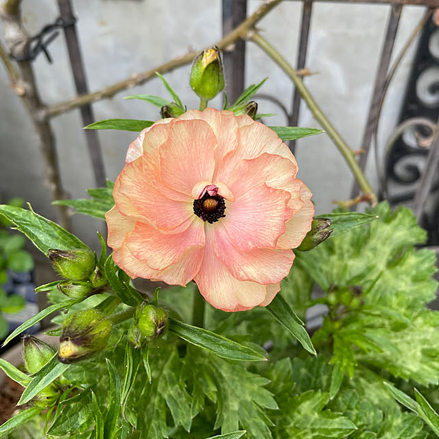 shiropenguinさんの部屋