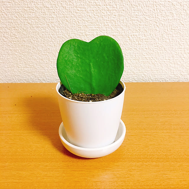 doraseaさんの実例写真